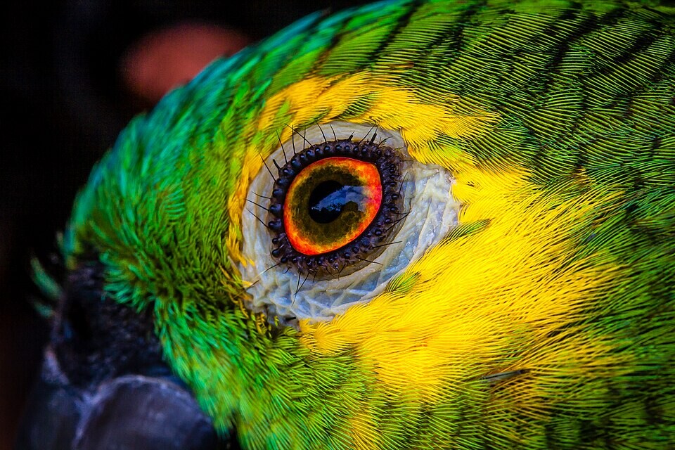 Close up of an orange-winged amazon's (Amazona amazonica) eye, Jalapão State Park, Tocantins, Brazil.